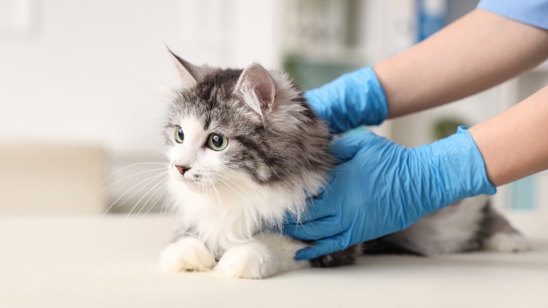 Copiapó avanza en esterilizaciones de mascotas