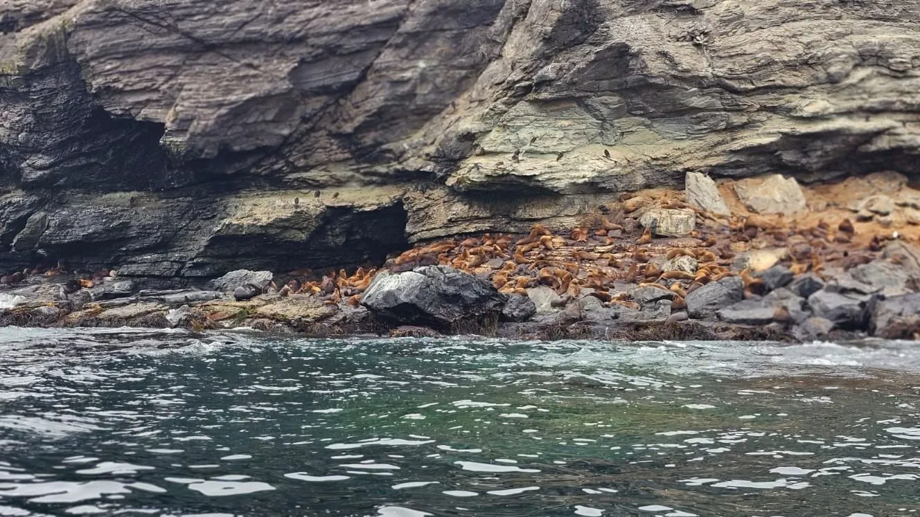 Operadores turísticos de Chañaral de Aceituno se convierten en Centinelas del Mar