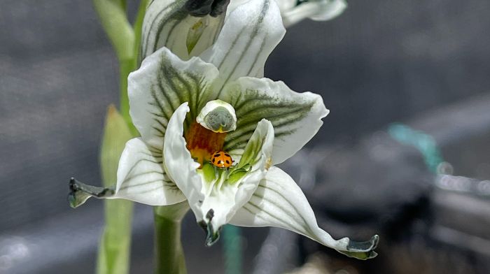 INIA utiliza biotecnología para conservar orquídeas chilenas